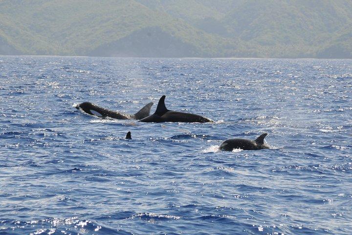 Whale Watching and Dolphin Spotting Cruise