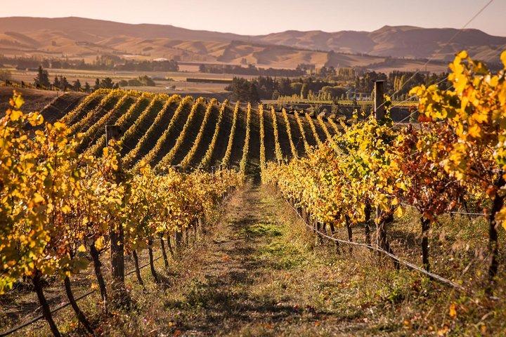 Waipara Wine Tour from Christchurch - including Lunch & Tastings