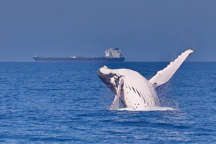 Whale Watching Cruise from Mooloolaba