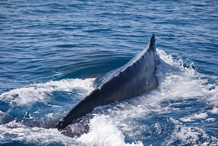 Whale Watching Cruise from Mooloolaba