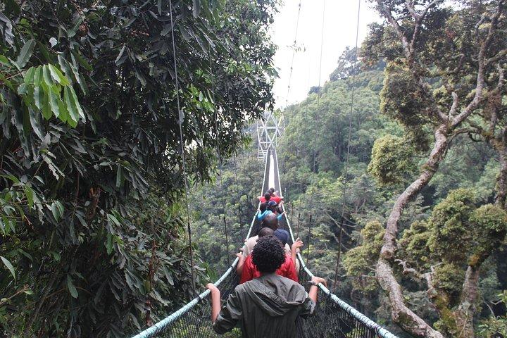1 Day Canopy walk way in Nyungwe Natioinal park