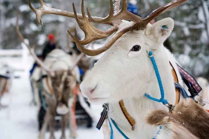 Lapland Reindeer Safari from Rovaniemi