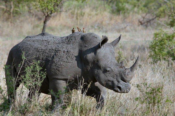 3 Days Masai Mara Joining Tour