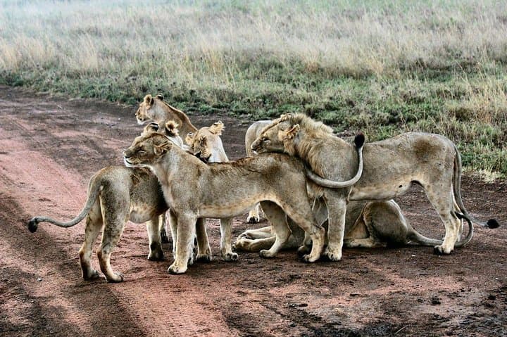 9 Days Kenya Tanzania Joining Tour