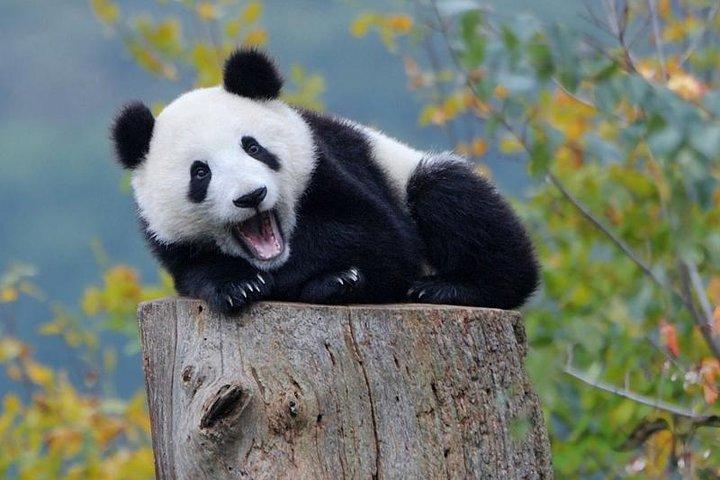 2 Days Chengdu Panda Base, Leshan Giant Buddha and Mt.Emei Group Tour