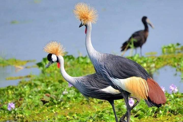Lake Naivasha & Crescent island day trip.