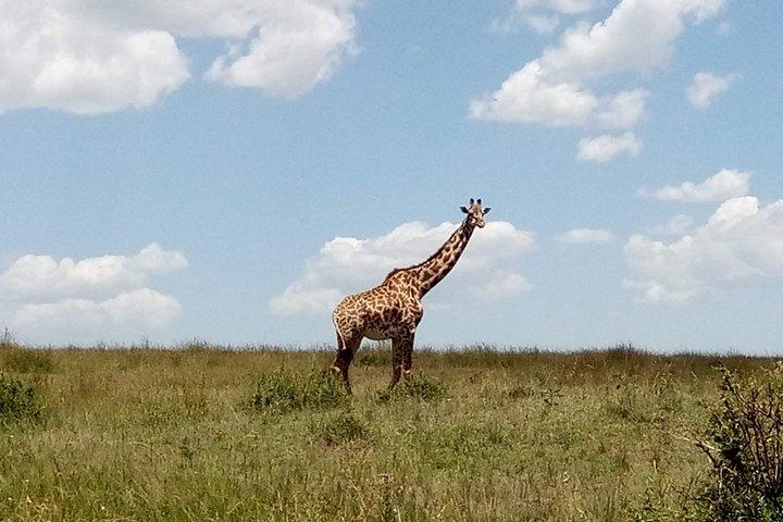 Lake Naivasha & Crescent island day trip.