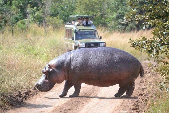 1 Day Safari to Akagera national park-Big5 Safari