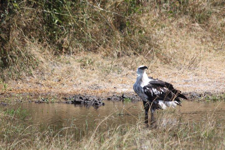 1 Day Safari to Akagera national park-Big5 Safari