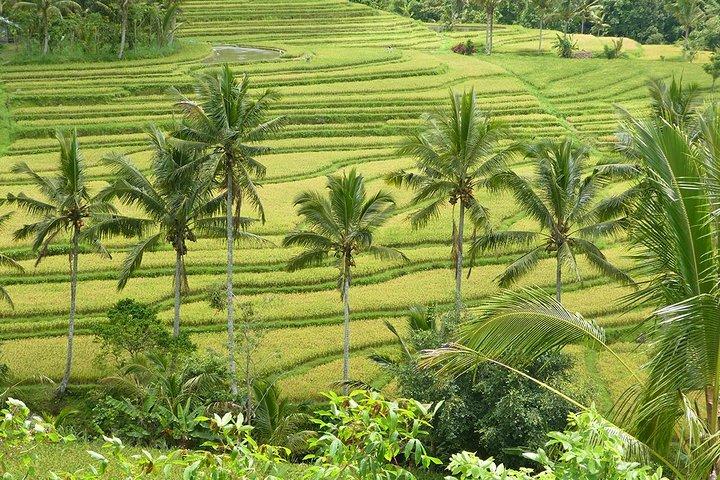 Bali Iconic Tour