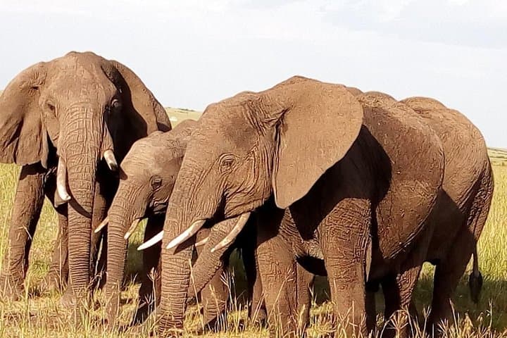 Giraffe center, stedmark animals haven & Nairobi Park Tour