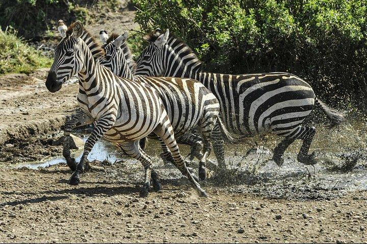 Day Trip - Tarangire National Park