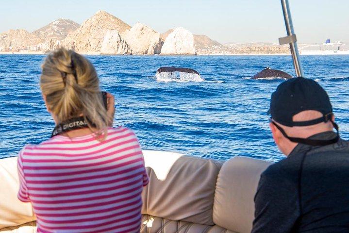 Whale Watching in Cabo San Lucas on board our Luxury Trimaran!