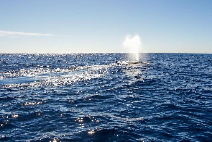 Whale Watching in Cabo San Lucas on board our Luxury Trimaran!