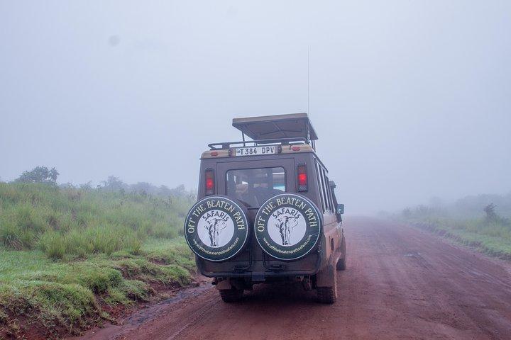 Jungle To Sands