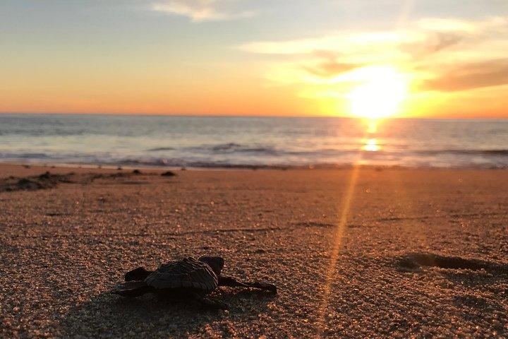 Cabo Turtle Release