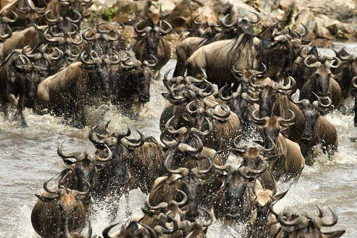 3 day Maasai Mara Adventure Group Safari