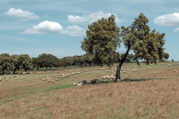 From Lisbon to Alentejo: Évora and Megaliths Full-Day Group Tour