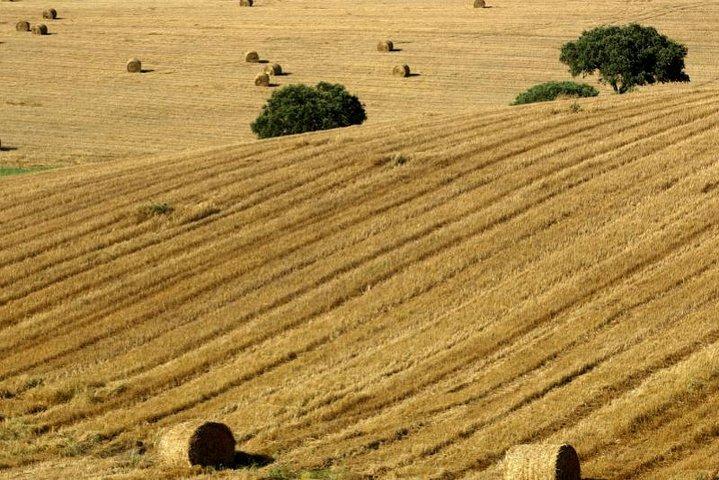 From Lisbon to Alentejo: Évora and Megaliths Full-Day Group Tour