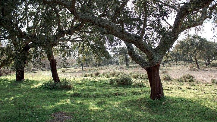 From Lisbon to Alentejo: Évora and Megaliths Full-Day Tour