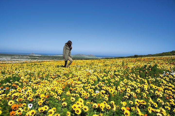 Cape West Coast Full Day Private Day Tour