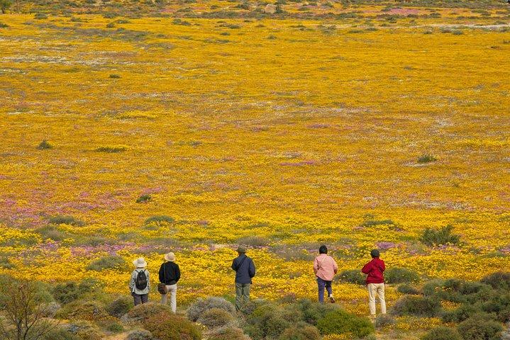 Cape West Coast Full Day Private Day Tour