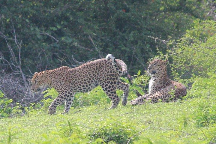 Highlights Of Sri Lanka- 7 Days Tour
