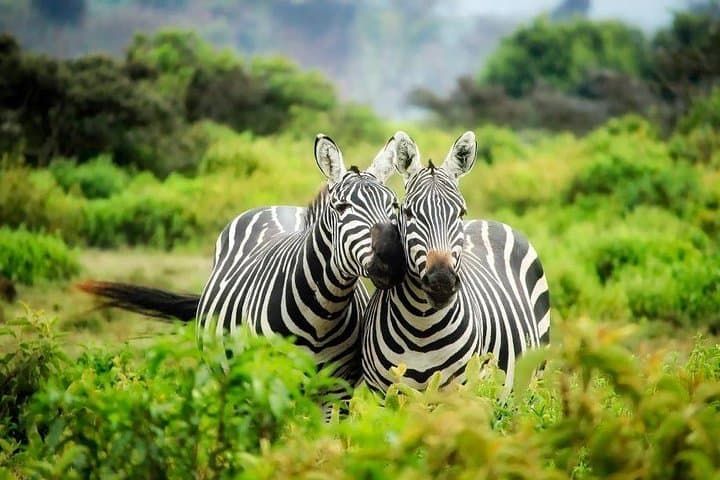 9 Days Kenya Tanzania Joining Tour