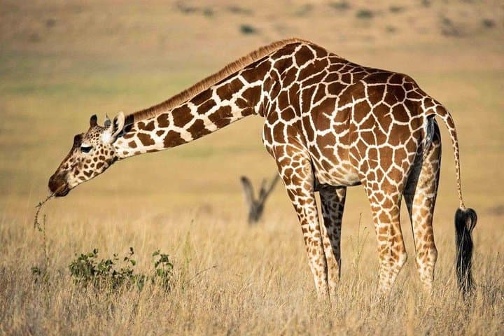 9 Days Kenya Tanzania Joining Tour