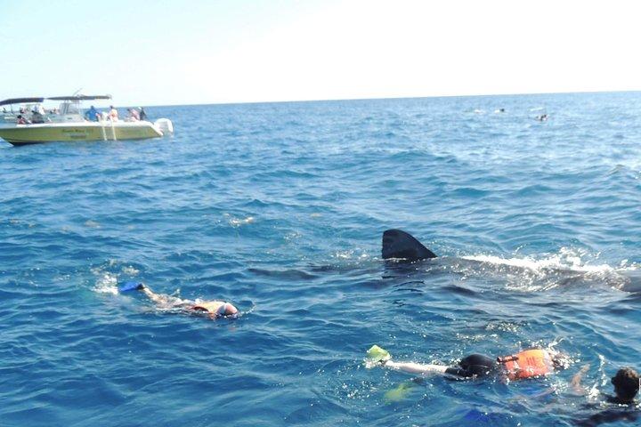 Small Group Whale Shark Encounter - 12 years in business