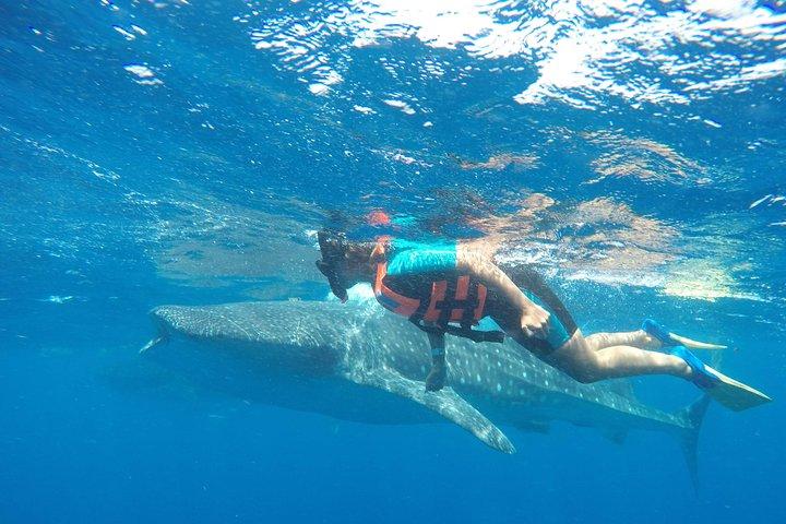 Small Group Whale Shark Encounter - 12 years in business