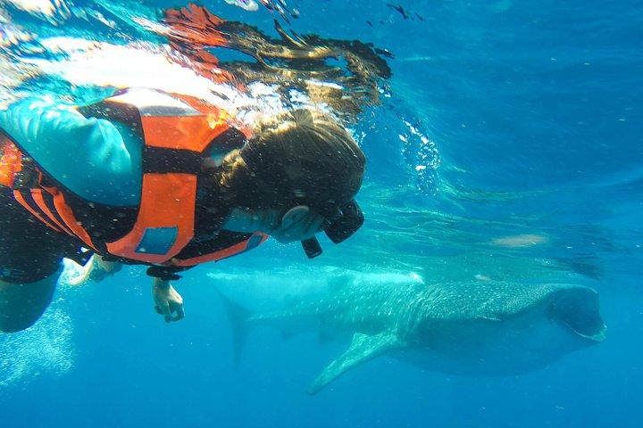 Small Group Whale Shark Encounter - 12 years in business