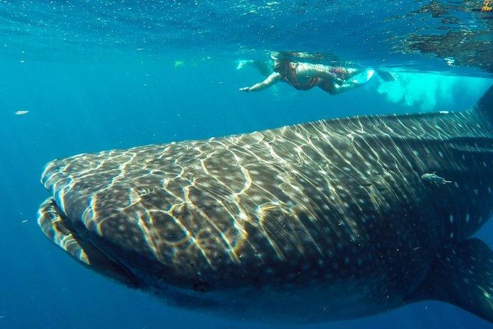 Small Group Whale Shark Encounter - 12 years in business