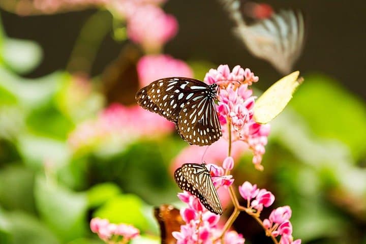 Kuala Lumpur Bird Park, Butterfly Farm And Taman Orkid Include All Entrance