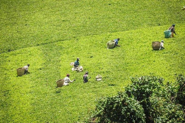 Day tour to Kiambethu tea farm in Limuru from Nairobi