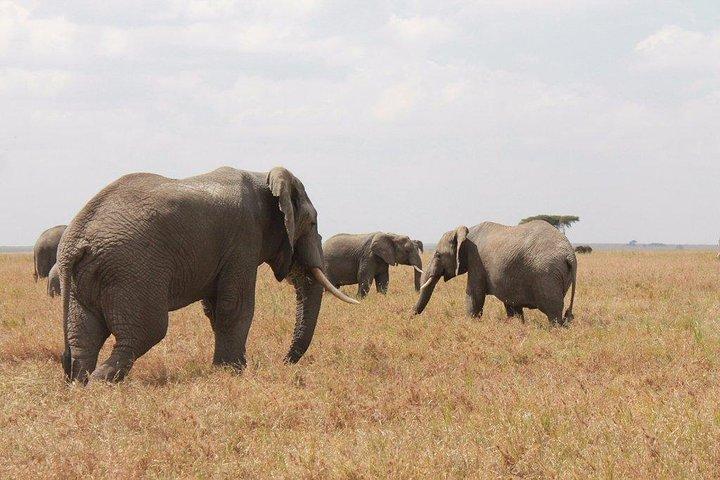 6-Day Kenya and Tanzania safari