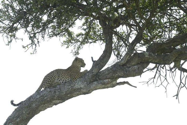 4-Day Camping Safari Including Serengeti & Ngorongoro