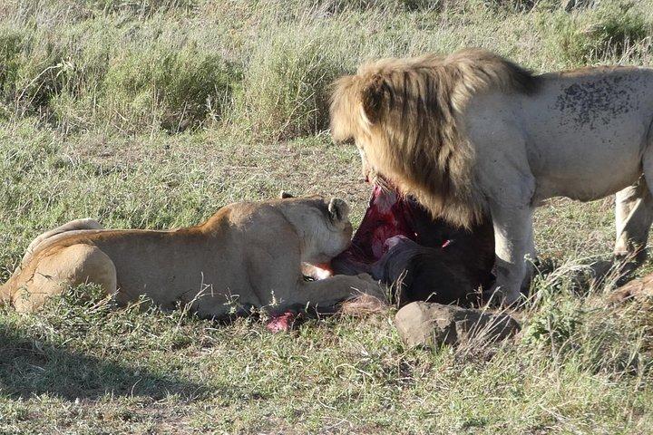 Full-Day Tarangire National Park Tour