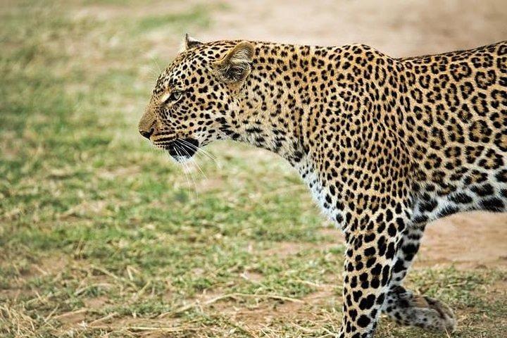 5 Days safari to Maasai Mara ,Lake Nakuru and Hell's gate national park