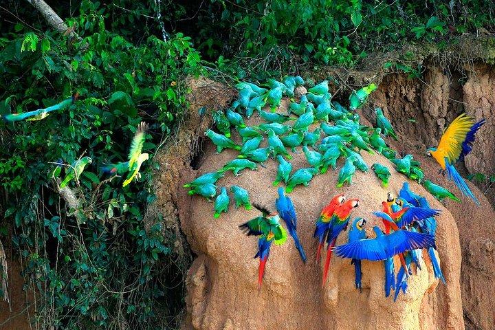Manu National Park Tour 4days/3night