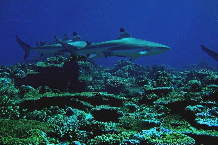 Certified Scuba Diving with Whitetip Marine Adventures team