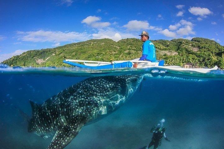 Oslob Whale Shark watching + Canyoneering Adventure Tour