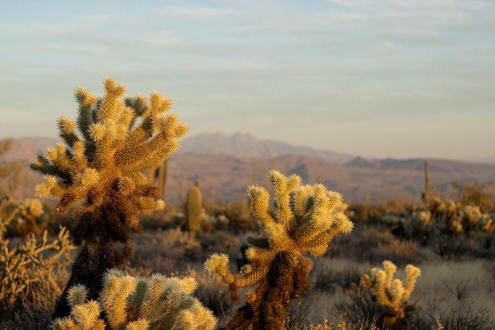 Sonoran Desert Jeep Tour