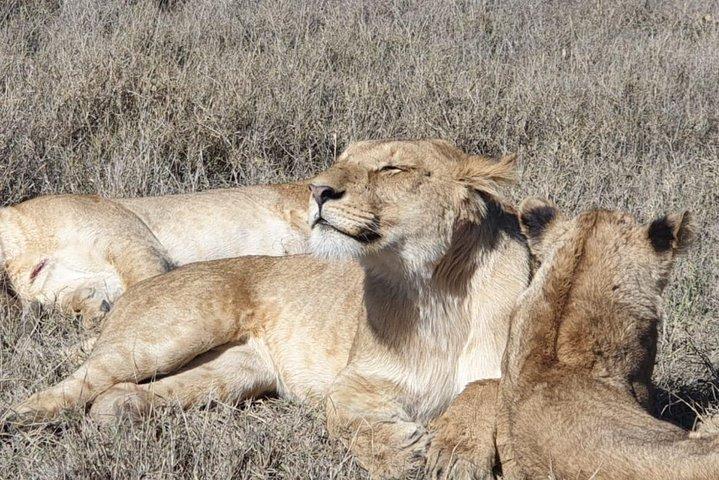 Ngorongoro Day Trip From Arusha / Kilimanjaro