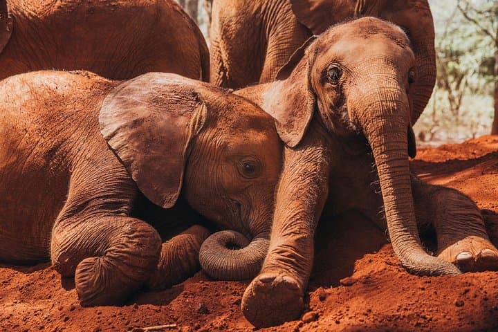 Nairobi National park, Elephant Orphanage&Bomas Cultural Dance