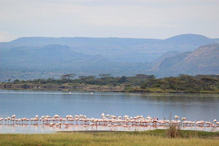 Lake Elementaita Guided Flamingoes Day Tour from Nairobi
