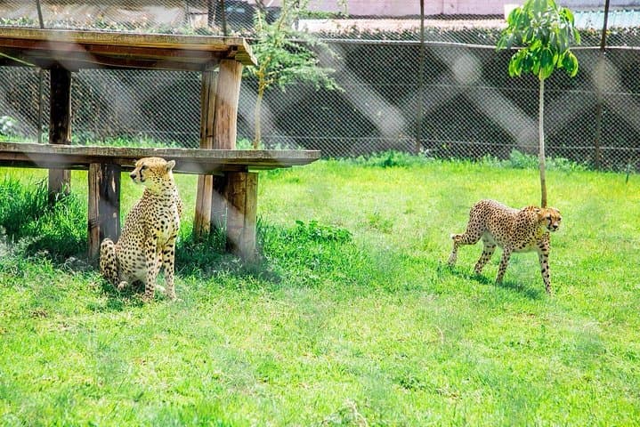 Kibera Slums and Stedmak Gardens Animal Park Guided Day Tour in Nairobi