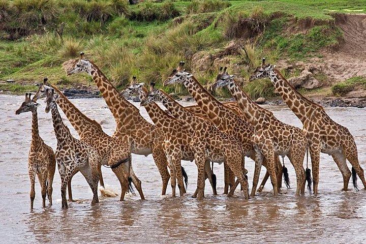 Lake Elementaita Guided Flamingoes Day Tour from Nairobi
