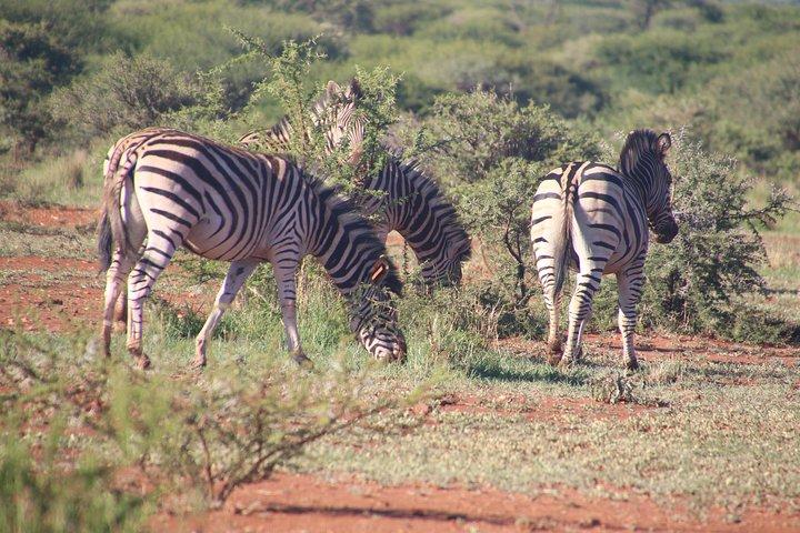 2 Days Tsavo West Safari Adventure Nairobi Kenya !