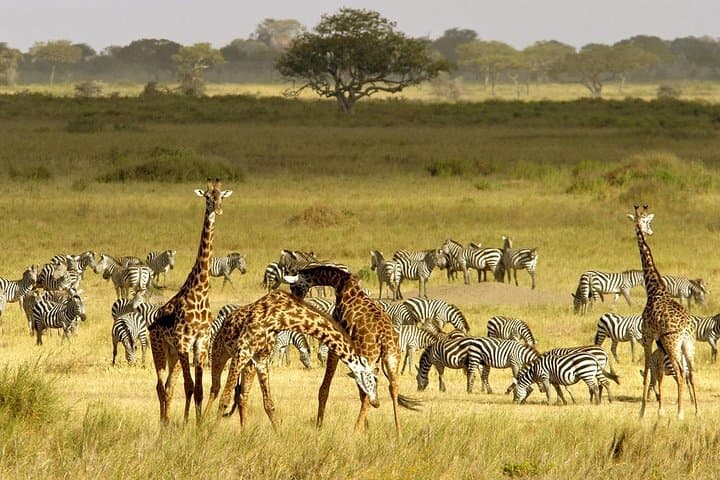 3 Day Samburu Game Reserve Tour from Nairobi